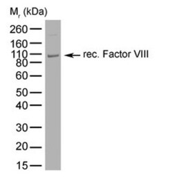Factor VIII Mouse anti-Human, Clone: RFF-VIIIC/10, Novus Biologicals 0.025 mg | Buy Online | Novus Biologicals | Fisher Scientific
